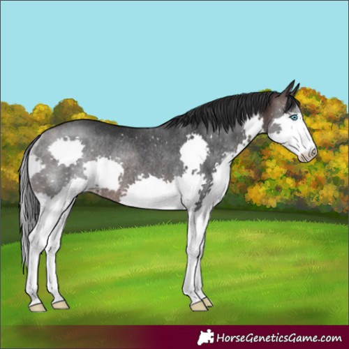 Horse Color:Brown Splash Rabicano