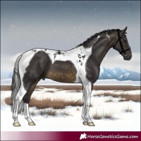 Horse Color:Buckskin Tobiano