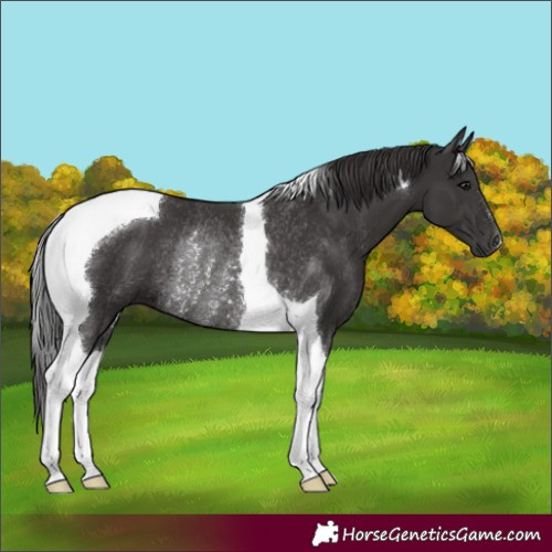 Horse Color:Smoky Black Tobiano Rabicano