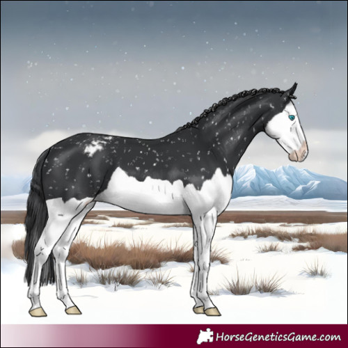 Horse Color:Black Splash Snowflake Varnish