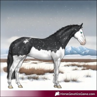 Horse Color:Black Splash Snowflake Varnish 