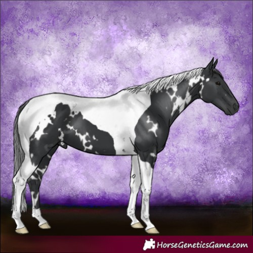 Horse Color:White Spotted Black Tobiano 