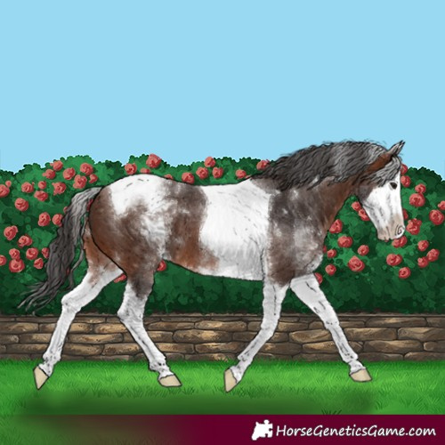 Horse Color:White Spotted Brown Splash Tobiano 