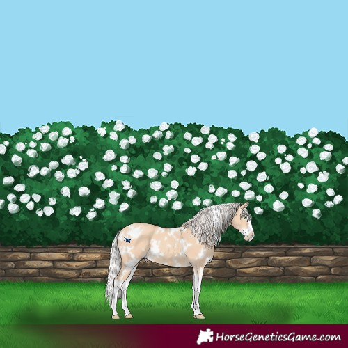 Horse Color:White Spotted Silver Amber Champagne Dun Splash 