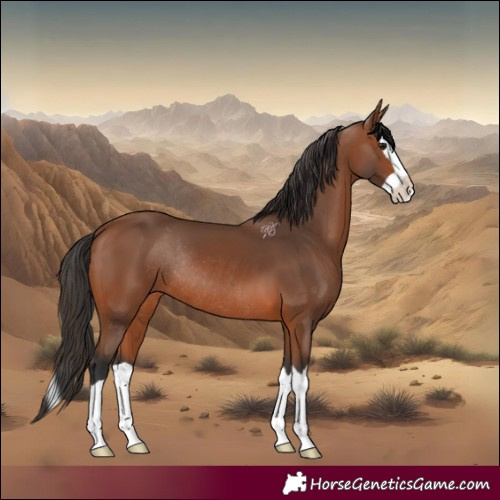 Horse Color:Bay Splash Rabicano