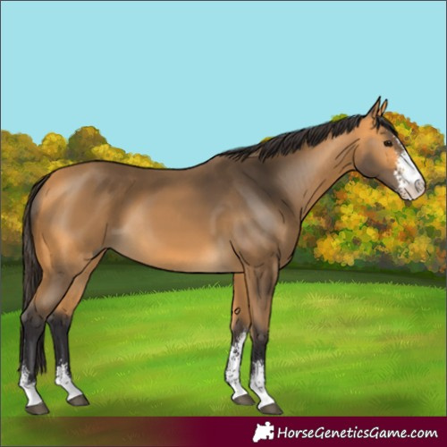 Horse Color:Buckskin Sabino