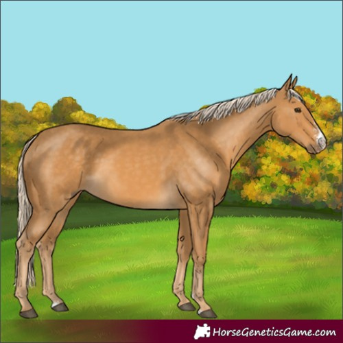 Horse Color:Palomino Sabino