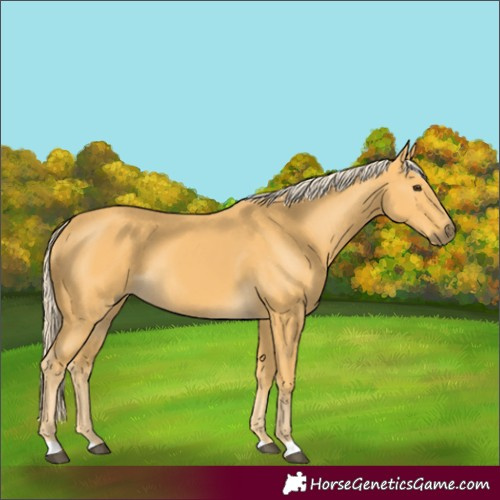 Horse Color:Palomino 
