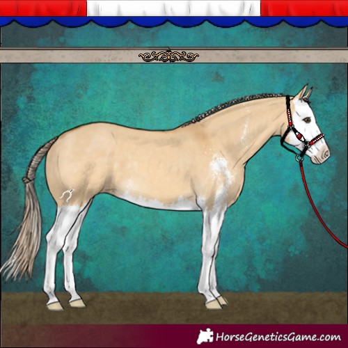 Horse Color:Palomino Dun Sabino Splash 