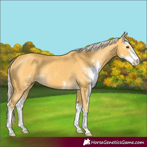 Horse Color:Palomino Sabino 