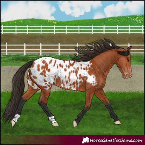 Horse Color:Bay Blanket