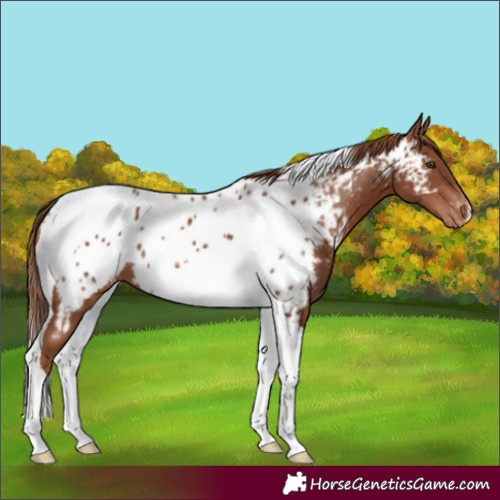 Horse Color:Chestnut Tobiano Near Leopard