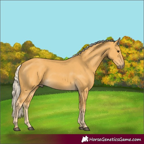 Horse Color:Palomino 