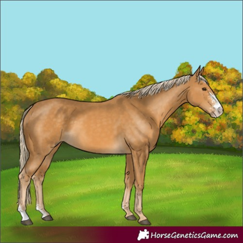 Horse Color:Palomino Sabino 