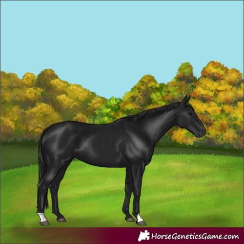 Horse Color:Gray Smoky Black 