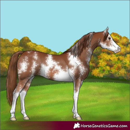 Horse Color:Chestnut Sabino