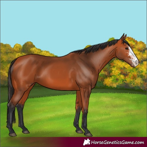 Horse Color:Bay Sabino