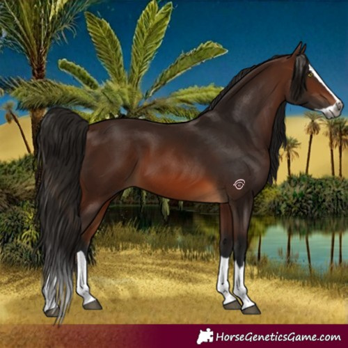 Horse Color:Gray Bay Splash