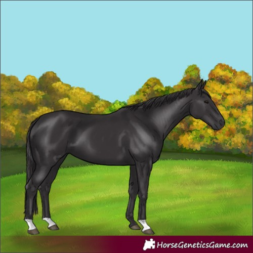 Horse Color:Smoky Black