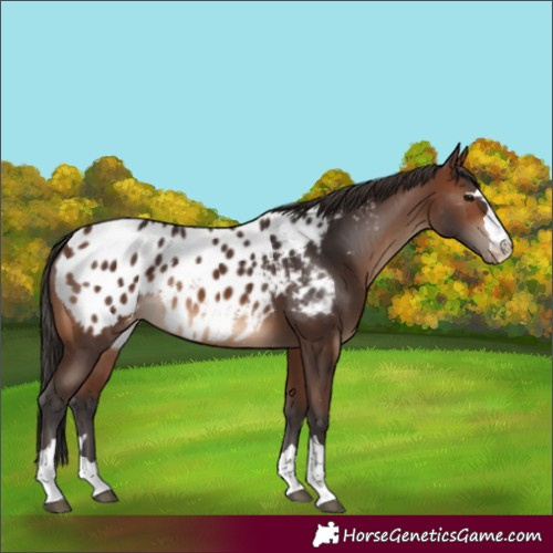 Horse Color:Brown Blanket