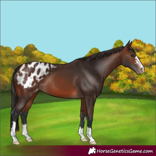 Horse Color:Brown Blanket 