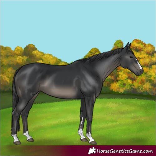 Horse Color:Black 