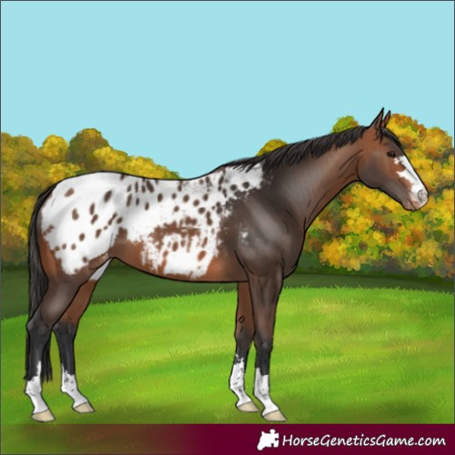 Horse Color:Bay Blanket 