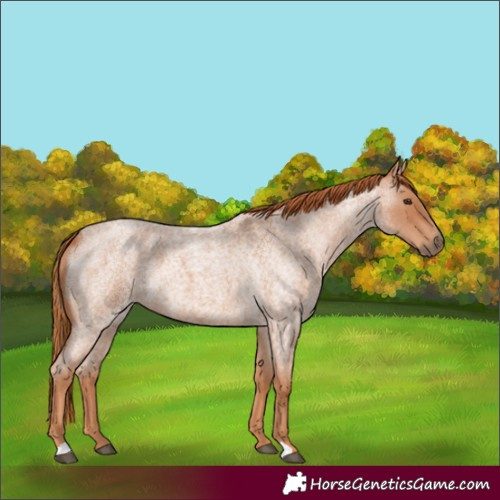 Horse Color:Red Roan 