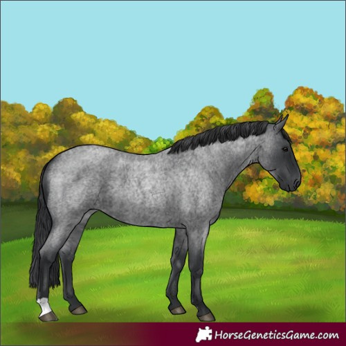 Horse Color:Blue Roan 