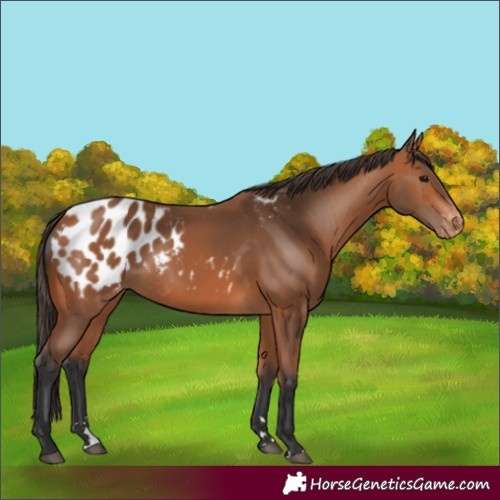 Horse Color:Bay Blanket