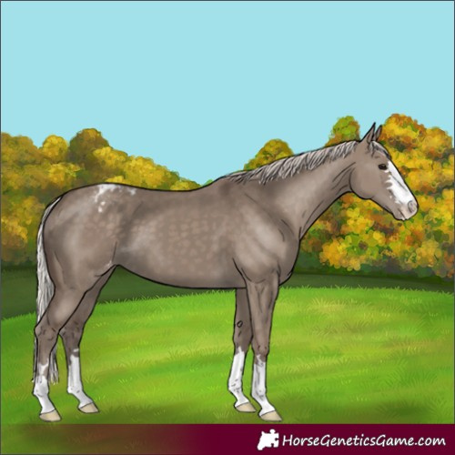 Horse Color:Silver Grullo Varnish
