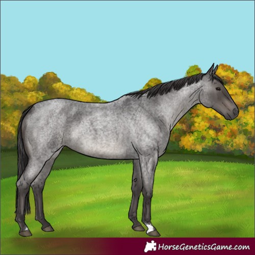 Horse Color:Smoky Blue Roan 
