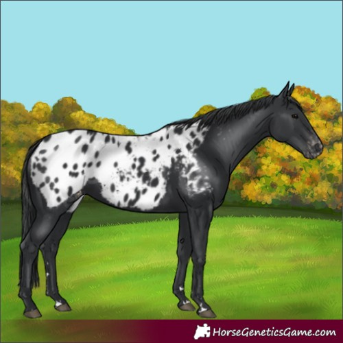 Horse Color:Black Blanket