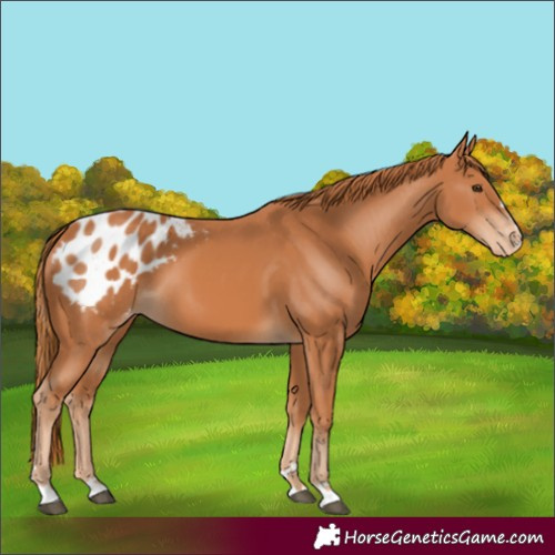 Horse Color:Chestnut Blanket