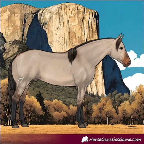 Horse Color:Bay Dun 