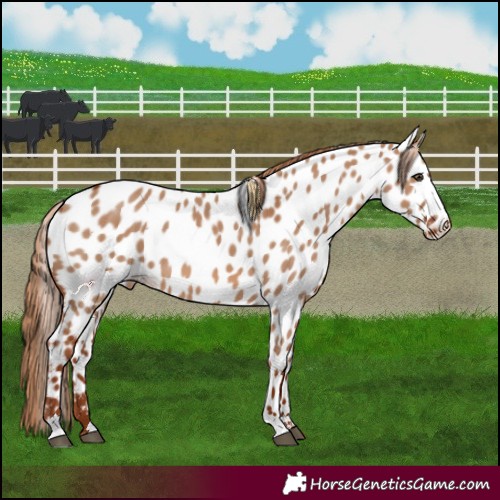 Horse Color:Red Dun Near Leopard 