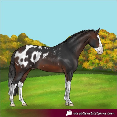 Horse Color:Brown Splash Blanket