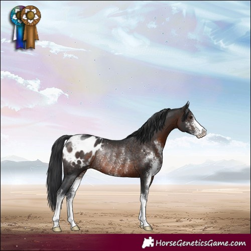 Horse Color:Brown Sabino Varnish Rabicano 