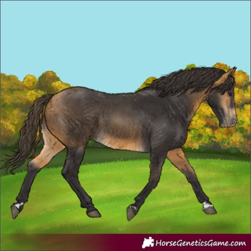 Horse Color:Buckskin 