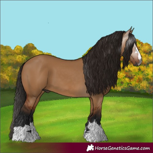 Horse Color:Gray Bay Dun 
