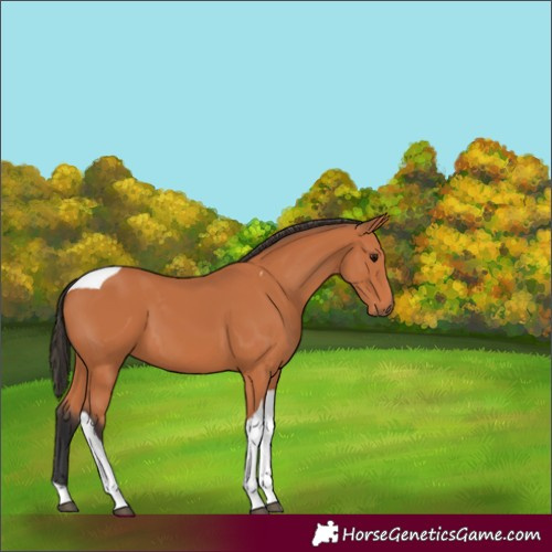 Horse Color:Bay Tobiano