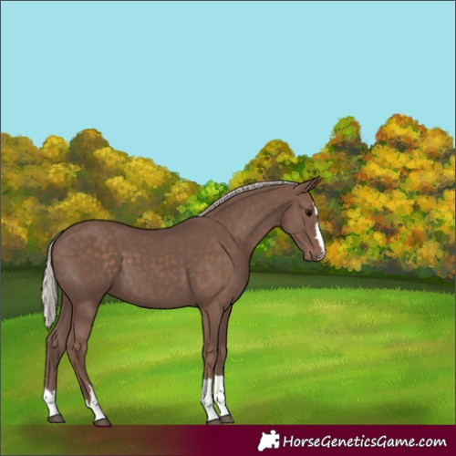Horse Color:Silver Black