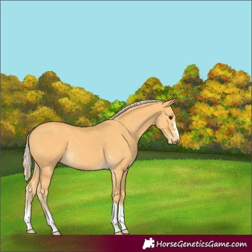 Horse Color:Palomino