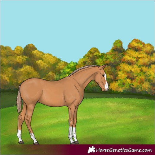 Horse Color:Chestnut 