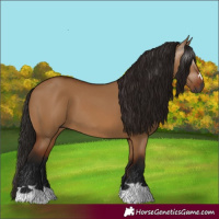 Horse Color:Gray Bay Dun 