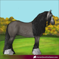 Horse Color:Gray Grullo