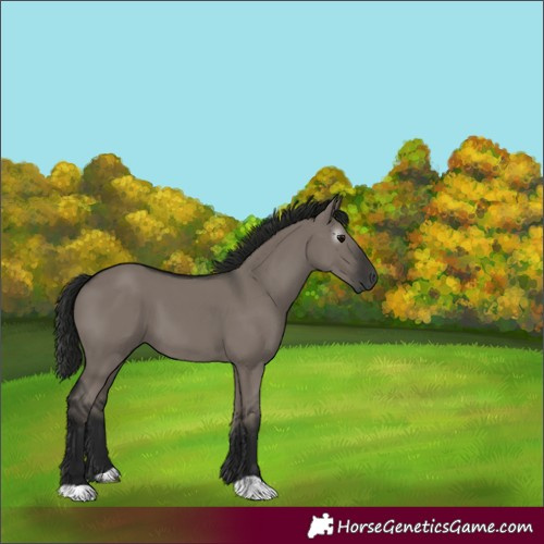 Horse Color:Gray Grullo
