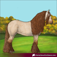 Horse Color:Gray Red Dun Roan
