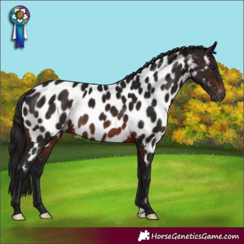 Horse Color:Gray Brown Near Leopard Rabicano