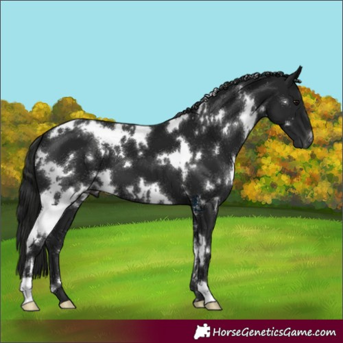Horse Color:Gray White Spotted Black